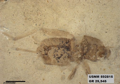 Pteromogoplistes sp