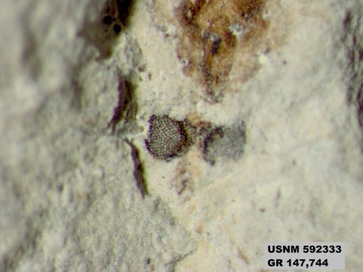 Insecta