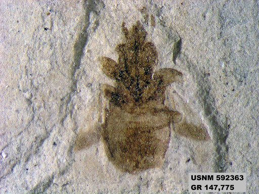 Genus sp