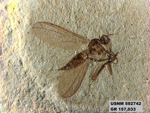 Insecta