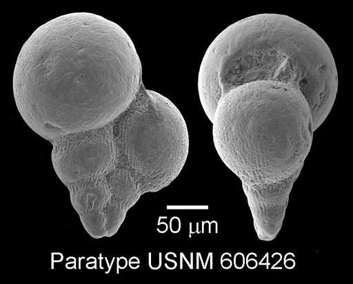 Planoheterohelix praenuttalli Haynes et al., 2015