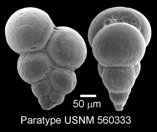 Planoheterohelix praenuttalli Haynes et al., 2015