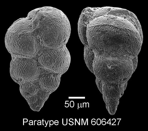Planoheterohelix praenuttalli Haynes et al., 2015