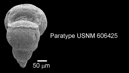 Planoheterohelix praenuttalli Haynes et al., 2015