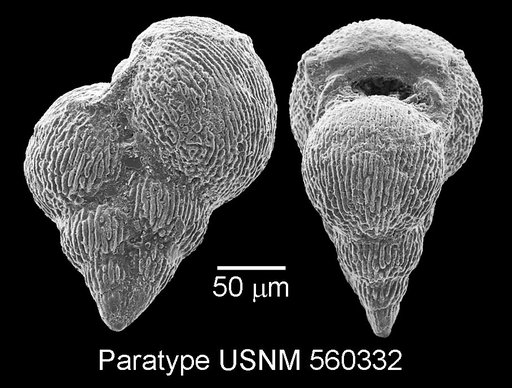 Planoheterohelix praenuttalli Haynes et al., 2015