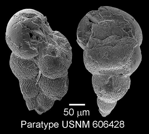 Planoheterohelix praenuttalli Haynes et al., 2015