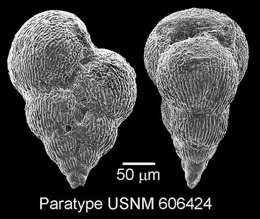 Planoheterohelix praenuttalli Haynes et al., 2015