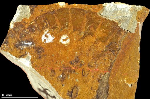 Anomalocaris canadensis Whiteaves, 1892