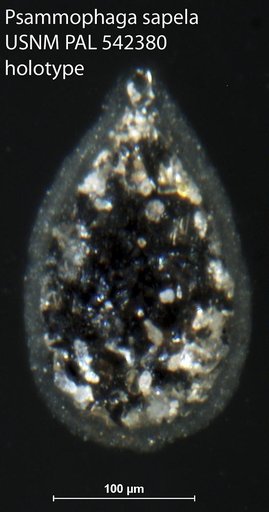 Psammophaga sapela Altin-Ballero et al., 2013