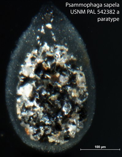 Psammophaga sapela Altin-Ballero et al., 2013