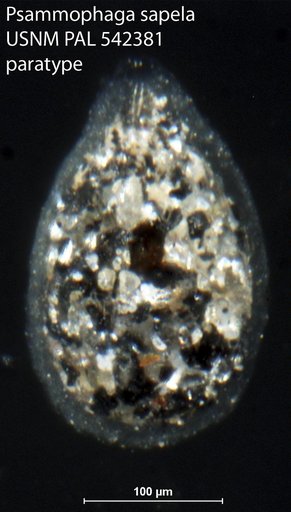 Psammophaga sapela Altin-Ballero et al., 2013