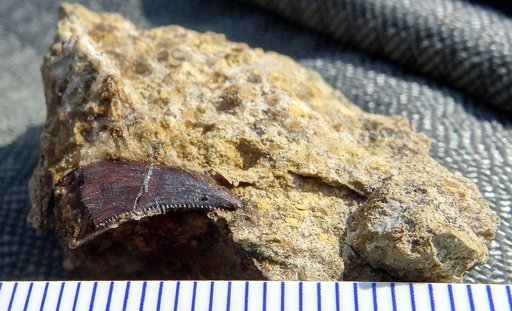 Genus sp