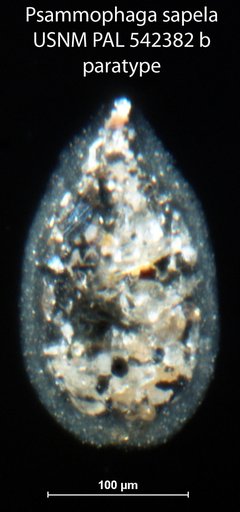 Psammophaga sapela Altin-Ballero et al., 2013