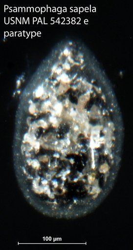 Psammophaga sapela Altin-Ballero et al., 2013
