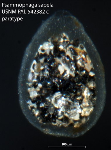 Psammophaga sapela Altin-Ballero et al., 2013