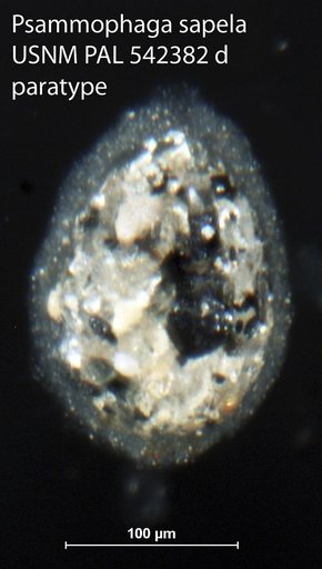 Psammophaga sapela Altin-Ballero et al., 2013