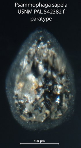 Psammophaga sapela Altin-Ballero et al., 2013