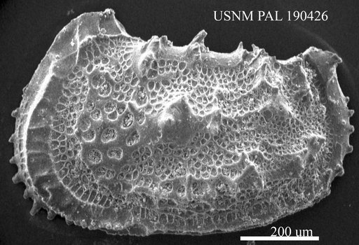 Abyssocythere sp.