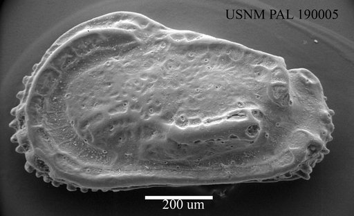Occultocythereis sp