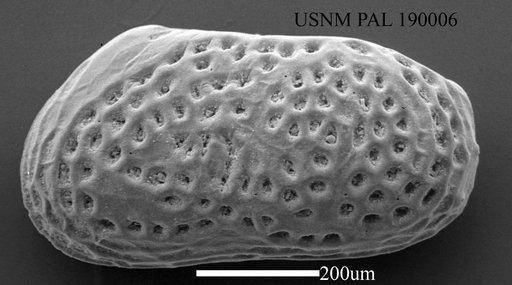 Leptocythere sp.