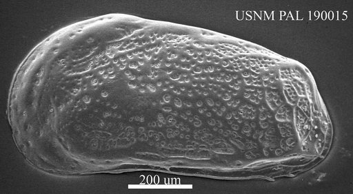 Cythereis mesodiscus Skogsberg, 1928
