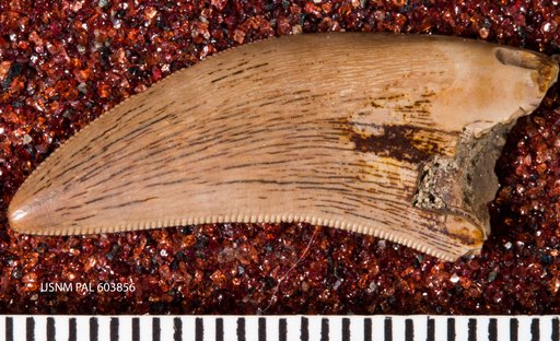 Genus sp