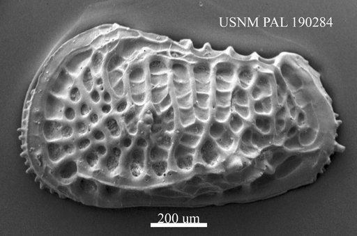 Poseidonamicus sp