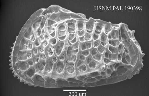 Poseidonamicus sp