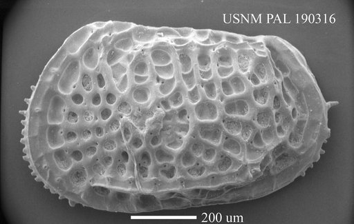 Poseidonamicus tumidus