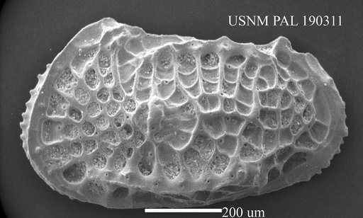 Poseidonamicus sp