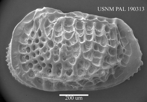 Poseidonamicus tumidus
