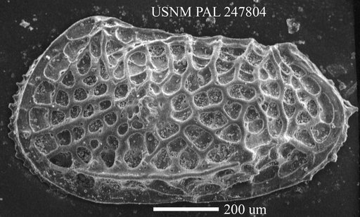 Poseidonamicus sp