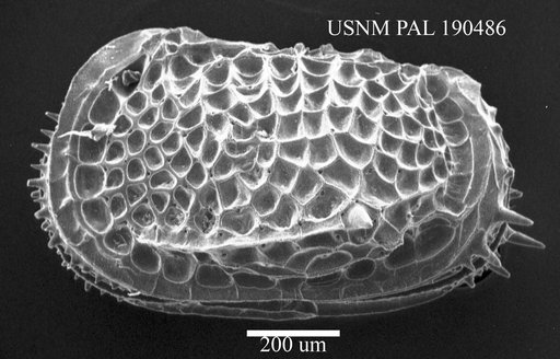 Poseidonamicus sp