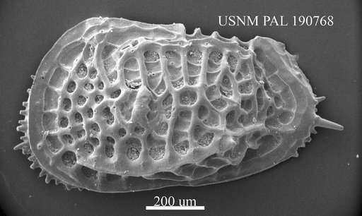 Poseidonamicus sp
