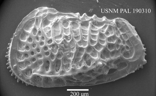 Poseidonamicus tumidus