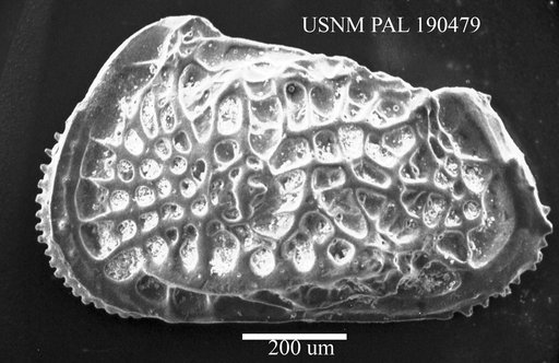Poseidonamicus posterogrossus