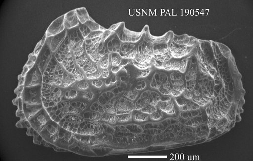 Abyssocythere sp.