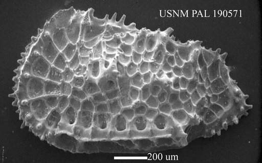 Agrenocythere fascoculus Benson