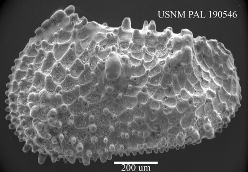 Genus indet. sp. indet.