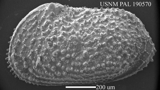 Echinocythereis scabra (Muenster, 1830)