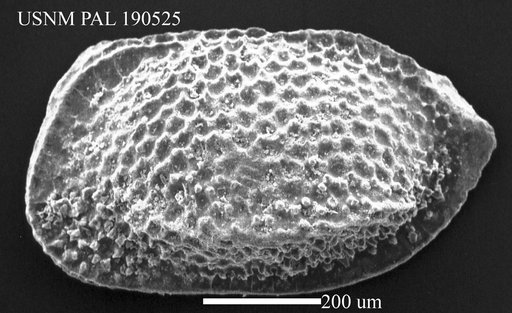 Bythocythere arenacea Brady, 1880