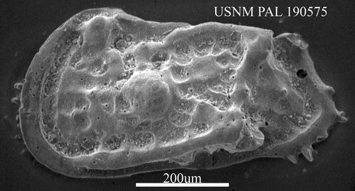 Genus indet. sp. indet.