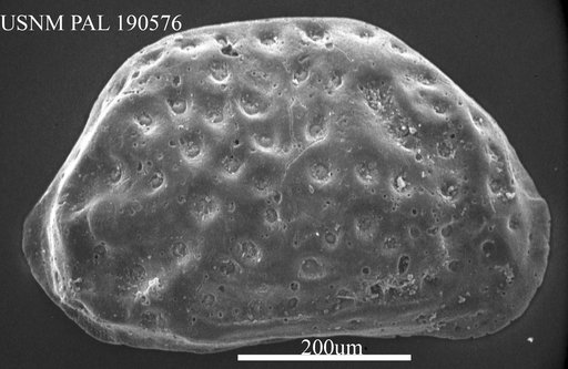 Cythere sp.
