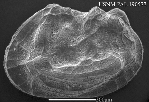 Palmonella sp.