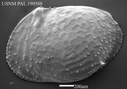 Echinocythereis sp