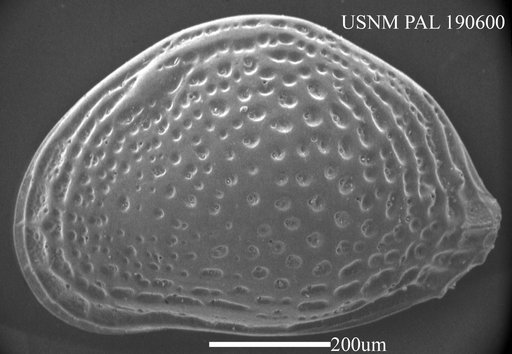 Aurila convexa (Baird, 1850)