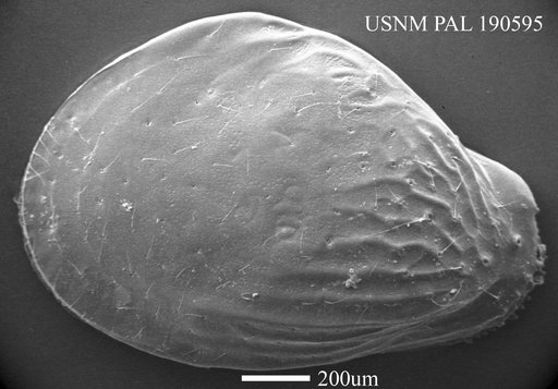 Quasibuntonia sp