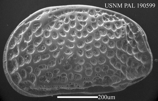 Hemicythere villosa (Baird)