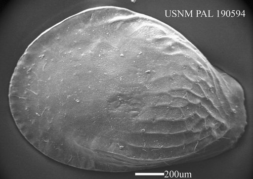 Quasibuntonia sp