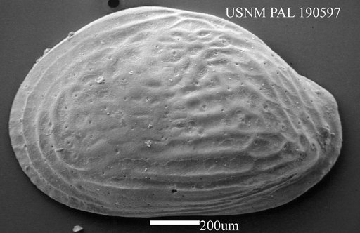 Quasibuntonia sp